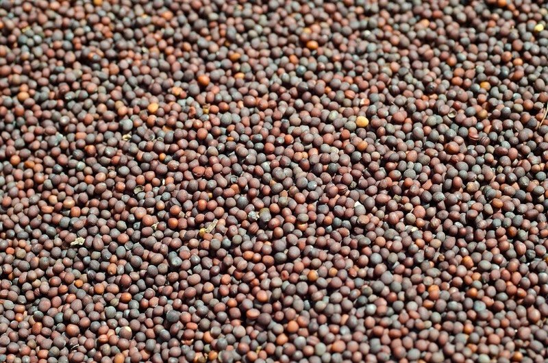 Mustard Seeds (Rai)
