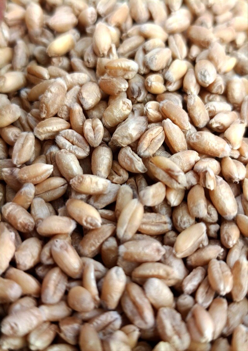 Wheat (Lokwan / Sharbati)